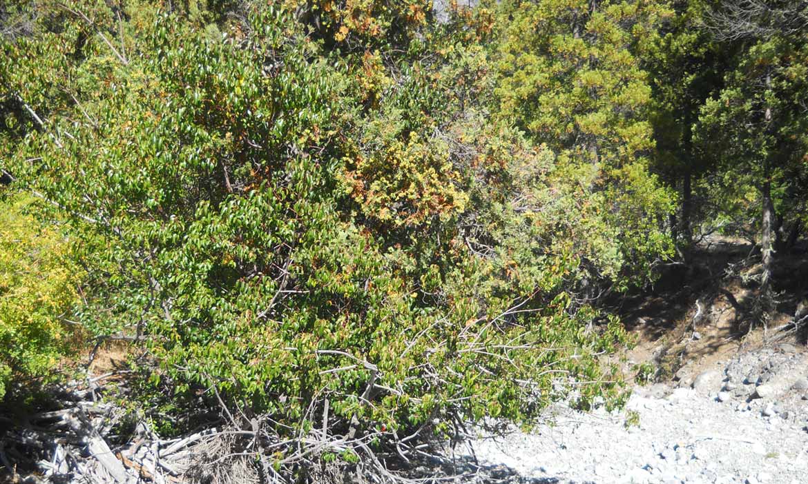 MaquiBerry (Aristotelia chilensis)